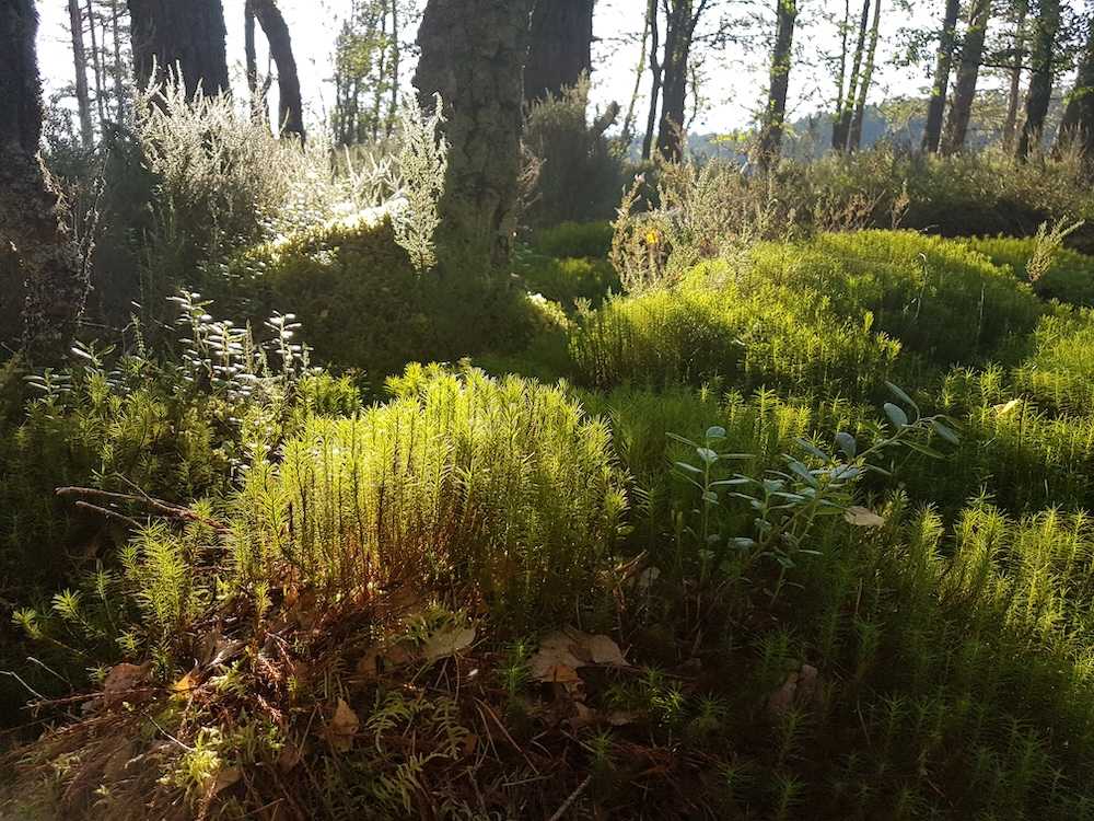 mossy forest floor